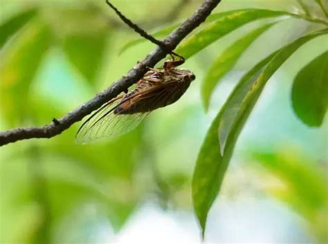 蟬代表什麼|一鳴驚人！蟬的6大吉祥寓意